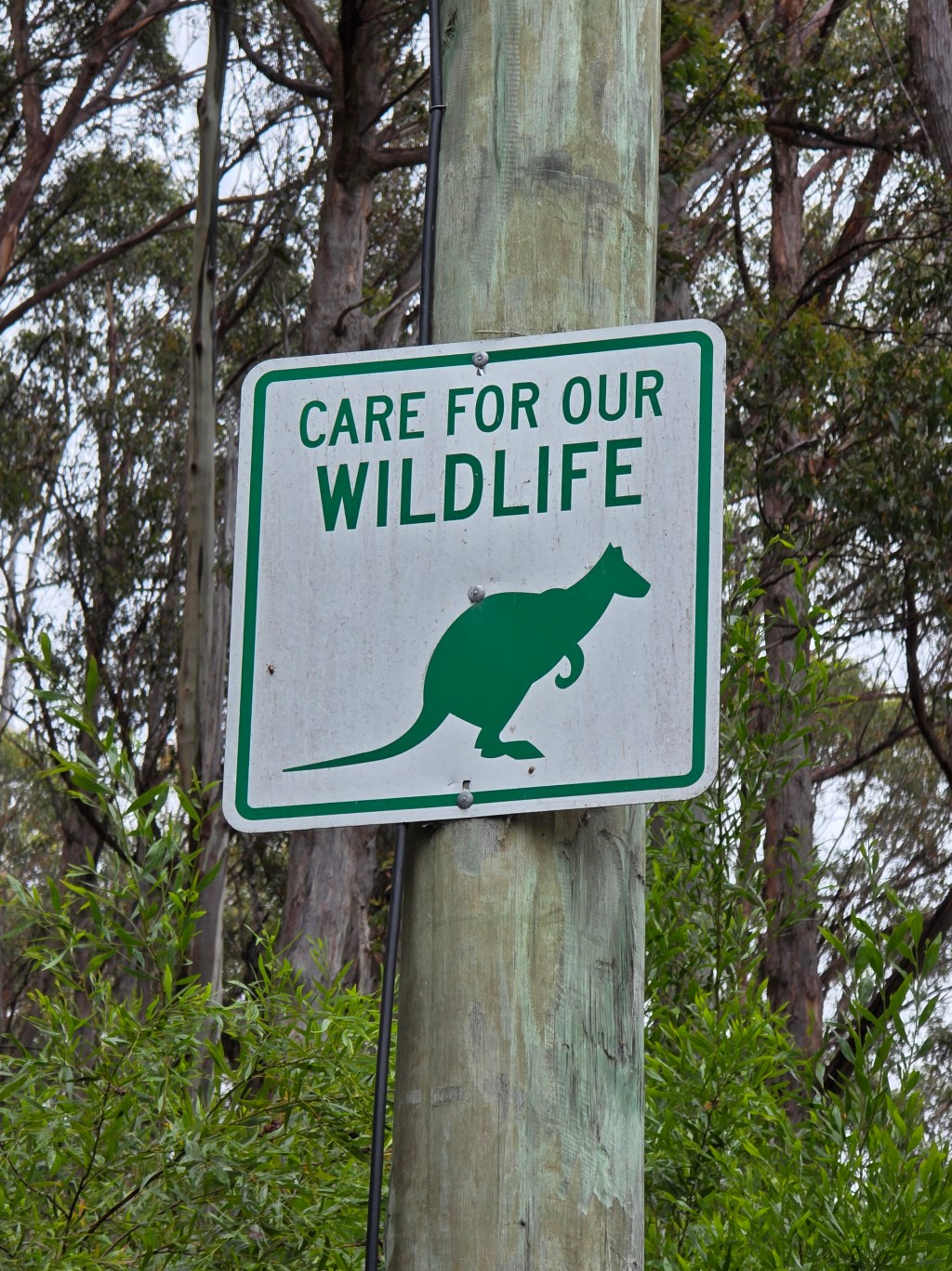 Day 10 – Ferns, Falls, Friendlies &&nbsp;Foes