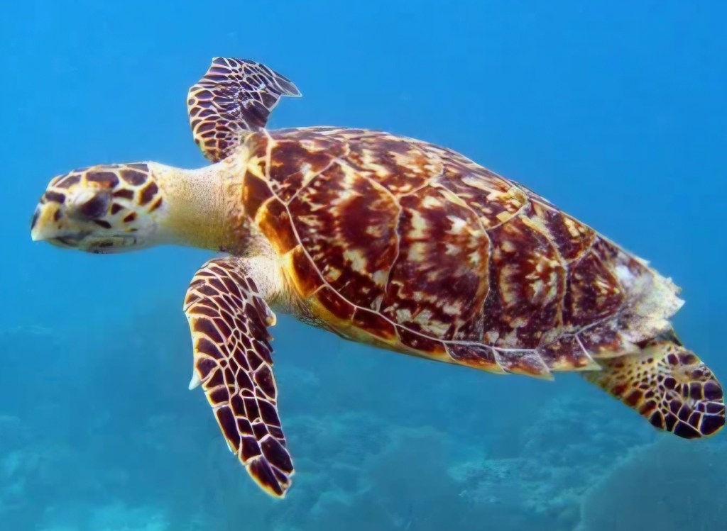 Day 24 – Wooli Wallabies, Turquoise Turtles and Gripping&nbsp;Goannas