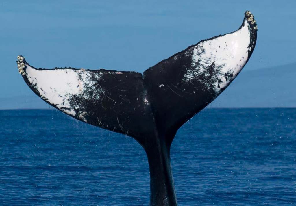 Day 35 – Having a whale of a time with Puppy&nbsp;Love